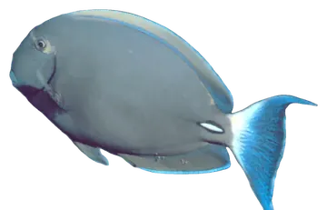 Eyestripe Surgeonfish، صورة على خلفية شفافة