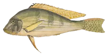 Threadfin Acara, gefotografeerd op een transparante achtergrond