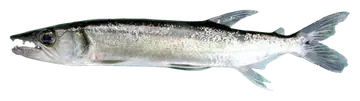 Big-eyed Cachorro, photographed on a transparent background