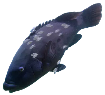 Eastern Blue Groper, fotografiado sobre fondo transparente