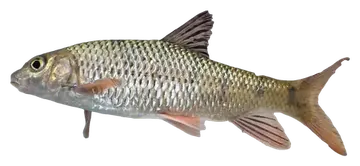 Taiwan Torrent Carp, gefotografeerd op een transparante achtergrond