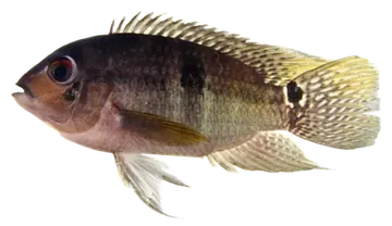 Saddle Cichlid، صورة على خلفية شفافة