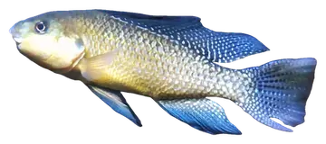 Alcolapia alcalicus، صورة على خلفية شفافة