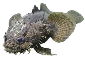 Grunting Toadfish, saydam zeminde fotoğraf
