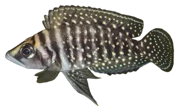 Calvus Cichlid, fotografiert auf transparentem Hintergrund