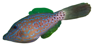 Scrawled Filefish، صورة على خلفية شفافة