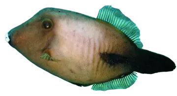 Broom Filefish، صورة على خلفية شفافة