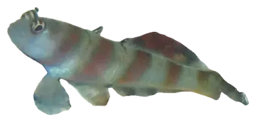 Steinitz's Shrimpgoby, fotografiert auf transparentem Hintergrund