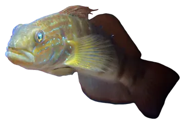 Whitebarred Goby, saydam zeminde fotoğraf