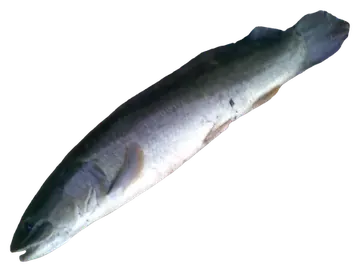 Ruddy Bowfin، صورة على خلفية شفافة
