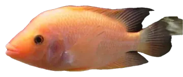 Red Devil Cichlid، صورة على خلفية شفافة