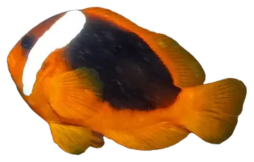 Australian Anemonefish، صورة على خلفية شفافة