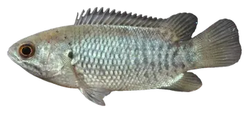 Climbing Perch, photographed on a transparent background