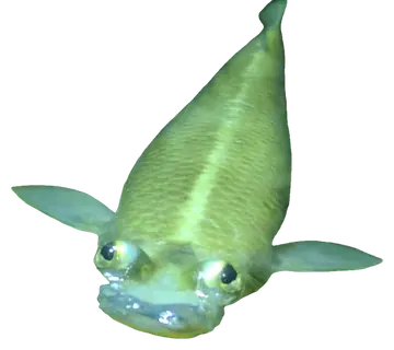 Largescale Four-eyed Fish، صورة على خلفية شفافة
