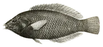 Bluespotted Wrasse, fotografiert auf transparentem Hintergrund
