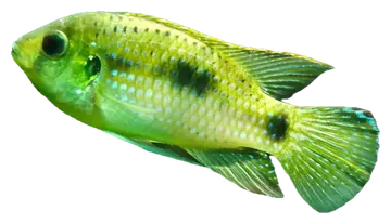 African Butterfly Cichlid, gefotografeerd op een transparante achtergrond