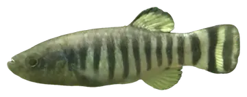 Azraq Toothcarp kuvattuna läpinäkyvälle taustalle