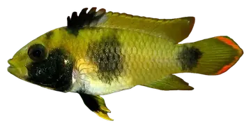 Panda Dwarf Cichlid، صورة على خلفية شفافة