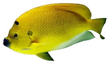 Threespot Angelfish، صورة على خلفية شفافة