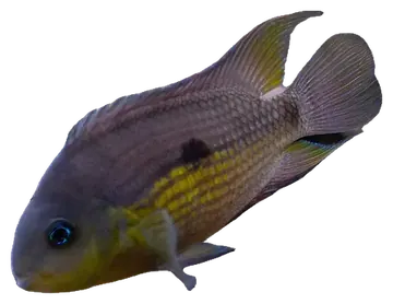 Archocentrus myrnae, gefotografeerd op een transparante achtergrond