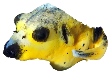 Guineafowl Puffer, photographed on a transparent background