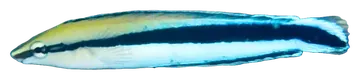 False Cleanerfish, fotografiert auf transparentem Hintergrund