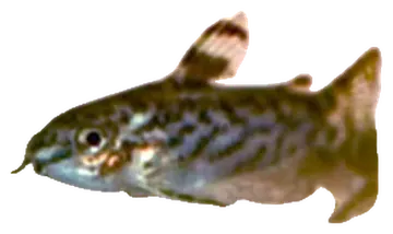 Sixray Corydoras, fotografiert auf transparentem Hintergrund