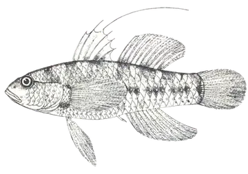 Starry Goby، صورة على خلفية شفافة