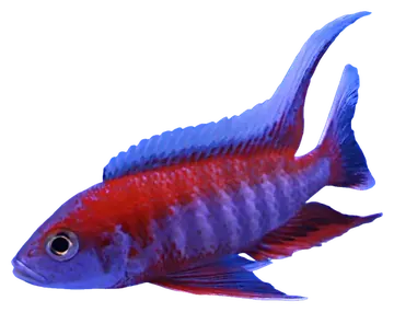 Fairy Peacock Cichlid، صورة على خلفية شفافة
