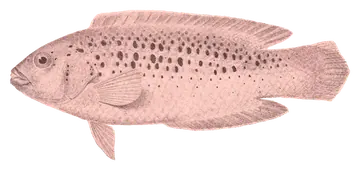 Blackspotted Wrasse, gefotografeerd op een transparante achtergrond
