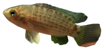 Siamese Badis، صورة على خلفية شفافة