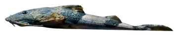 Banded Goonch, photographed on a transparent background