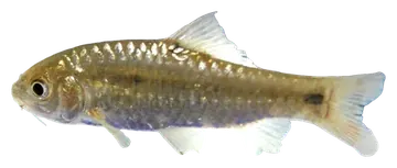 Spotted Barb، صورة على خلفية شفافة