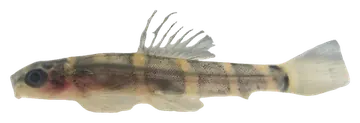 Fire-eyed loach، صورة على خلفية شفافة