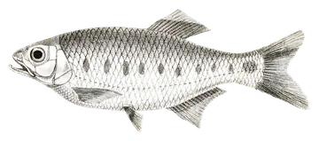 Blue Spotted Hill Trout، صورة على خلفية شفافة