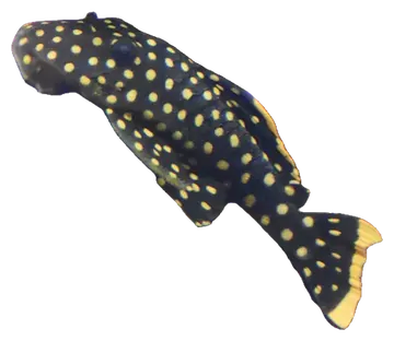 Gold Nugget Pleco، صورة على خلفية شفافة