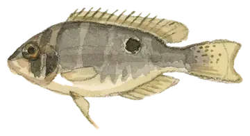 Cupid Cichlid, gefotografeerd op een transparante achtergrond