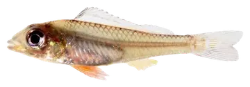 Fairy Cichlid, photographed on a transparent background