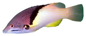 Blackbelt Hogfish, photographed on a transparent background