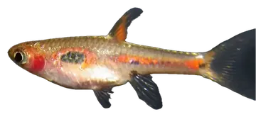 Merah Dwarf Barb kuvattuna läpinäkyvälle taustalle