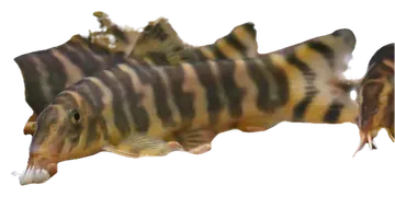 Emperor Loach, fotografiert auf transparentem Hintergrund