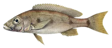 Giant Tanganyika Cichlid, fotografiert auf transparentem Hintergrund