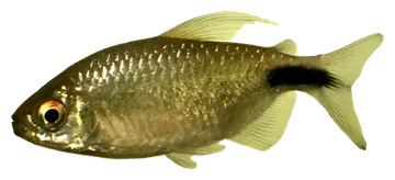 Long-fin Tetra، صورة على خلفية شفافة