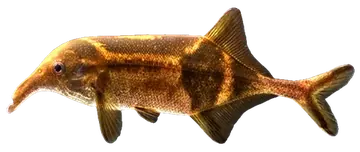 Worm-jawed Mormyrid, photographed on a transparent background