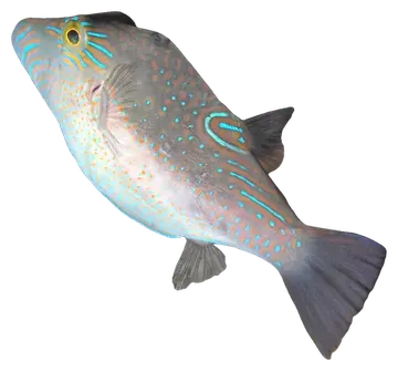 Lantern Toby, photographed on a transparent background