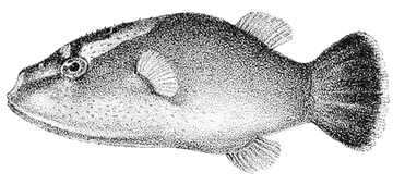 Bornean Redeye Puffer, saydam zeminde fotoğraf
