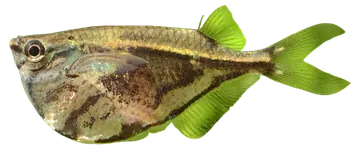 Marbled Hatchetfish, photographed on a transparent background