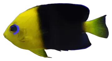 Yellowhead Angelfish, gefotografeerd op een transparante achtergrond