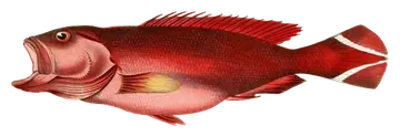 Flagtail Grouper, fotografiert auf transparentem Hintergrund