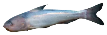 Blue Whale Catfish, gefotografeerd op een transparante achtergrond